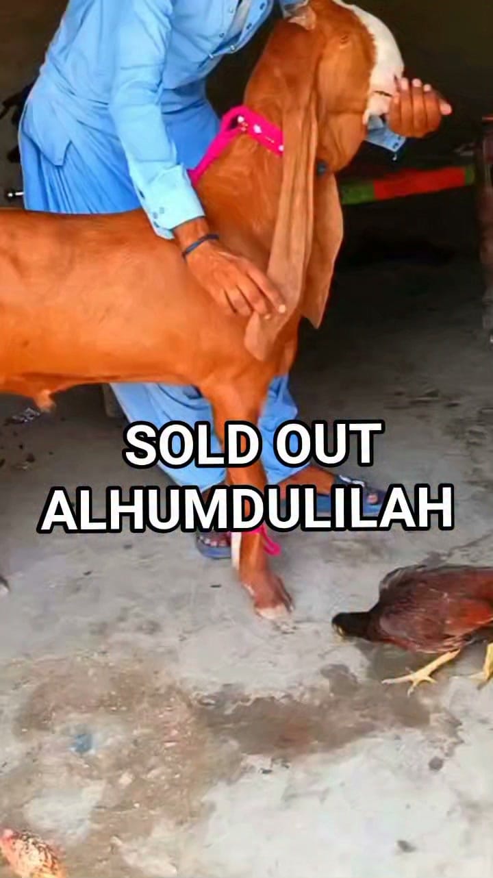 Post 4 by Haqqi Goat Farm on Instagram (video)