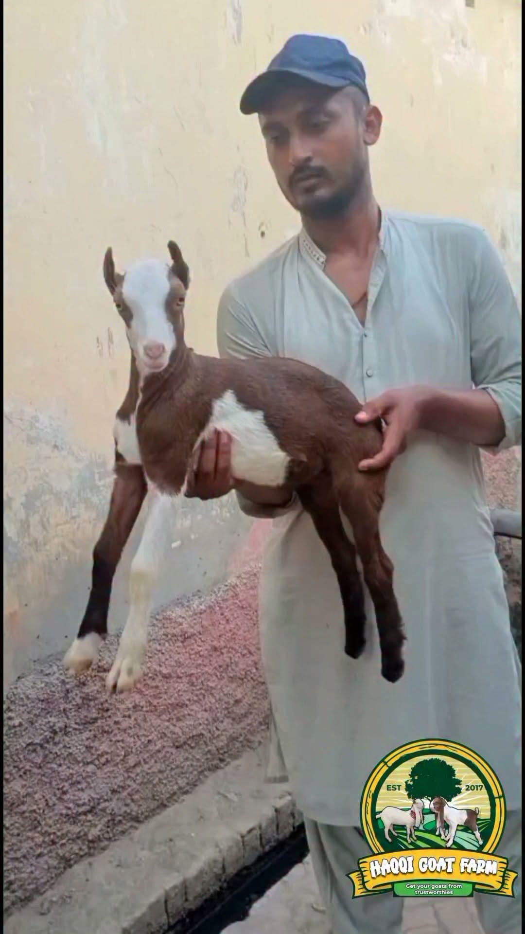 Post 2 by Haqqi Goat Farm on Instagram (video)