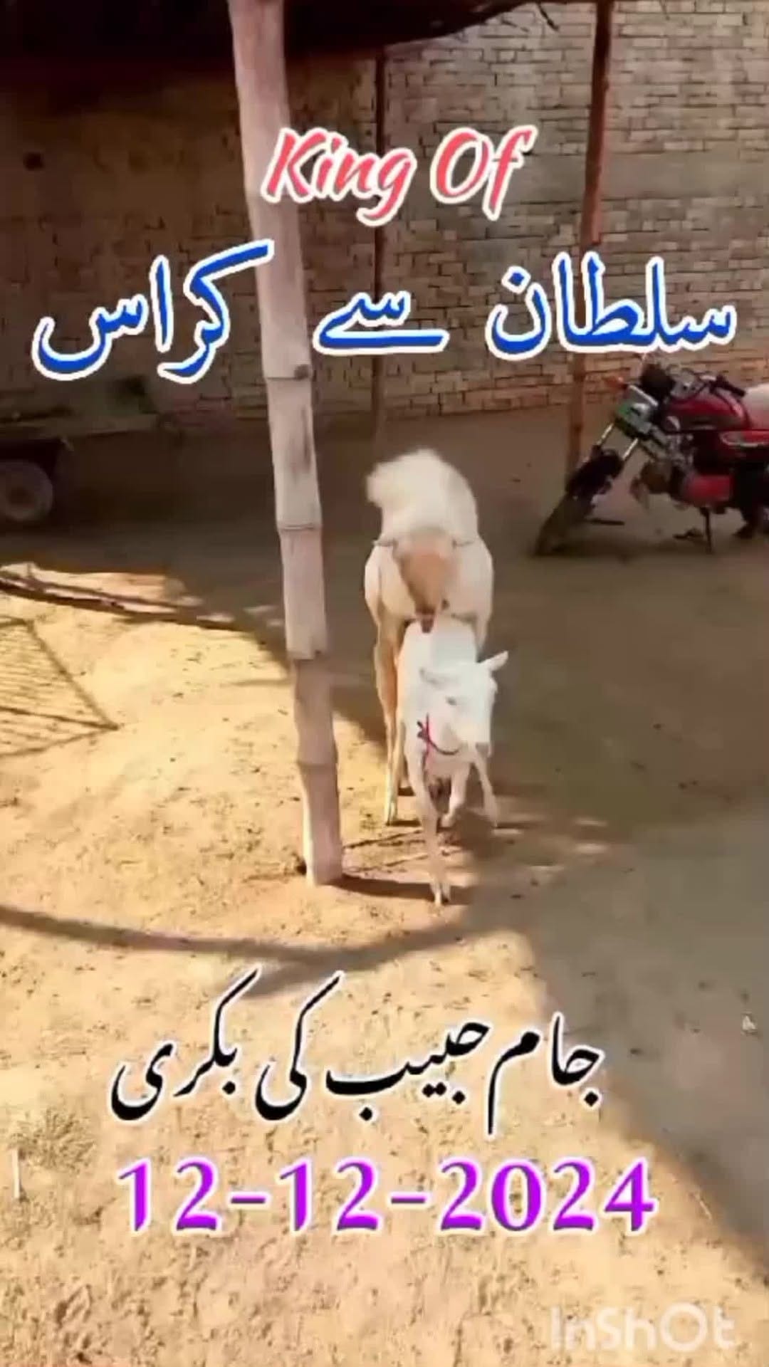 Post 9 by Haqqi Goat Farm on Instagram (video)