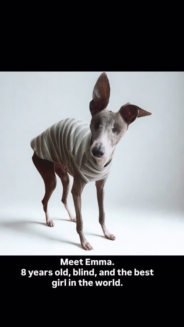 Post 10 by Emma | Blind Italian Greyhound Greenville SC on Instagram (video)