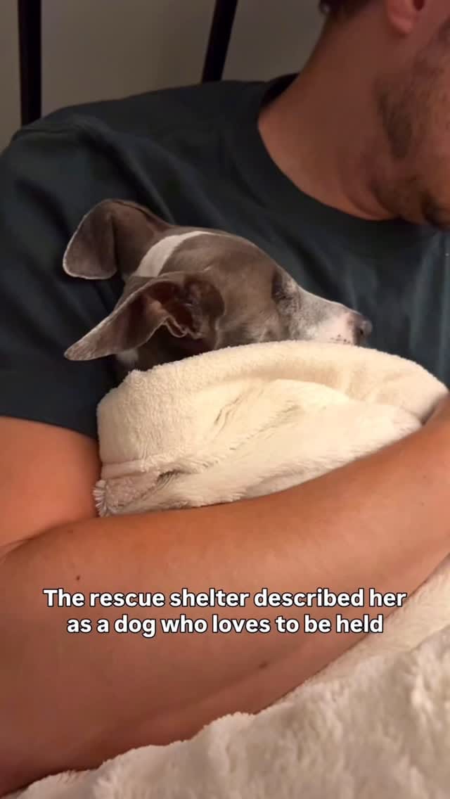 Post 5 by Emma | Blind Italian Greyhound Greenville SC on Instagram (video)