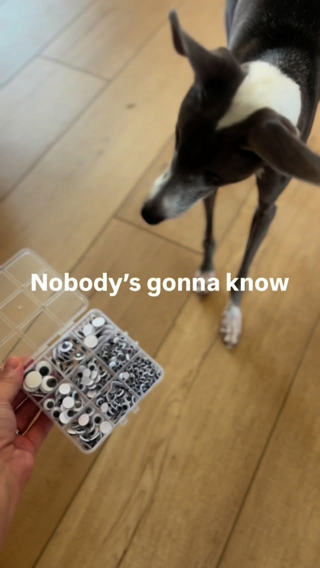 Post 9 by Emma | Blind Italian Greyhound Greenville SC on Instagram (video)