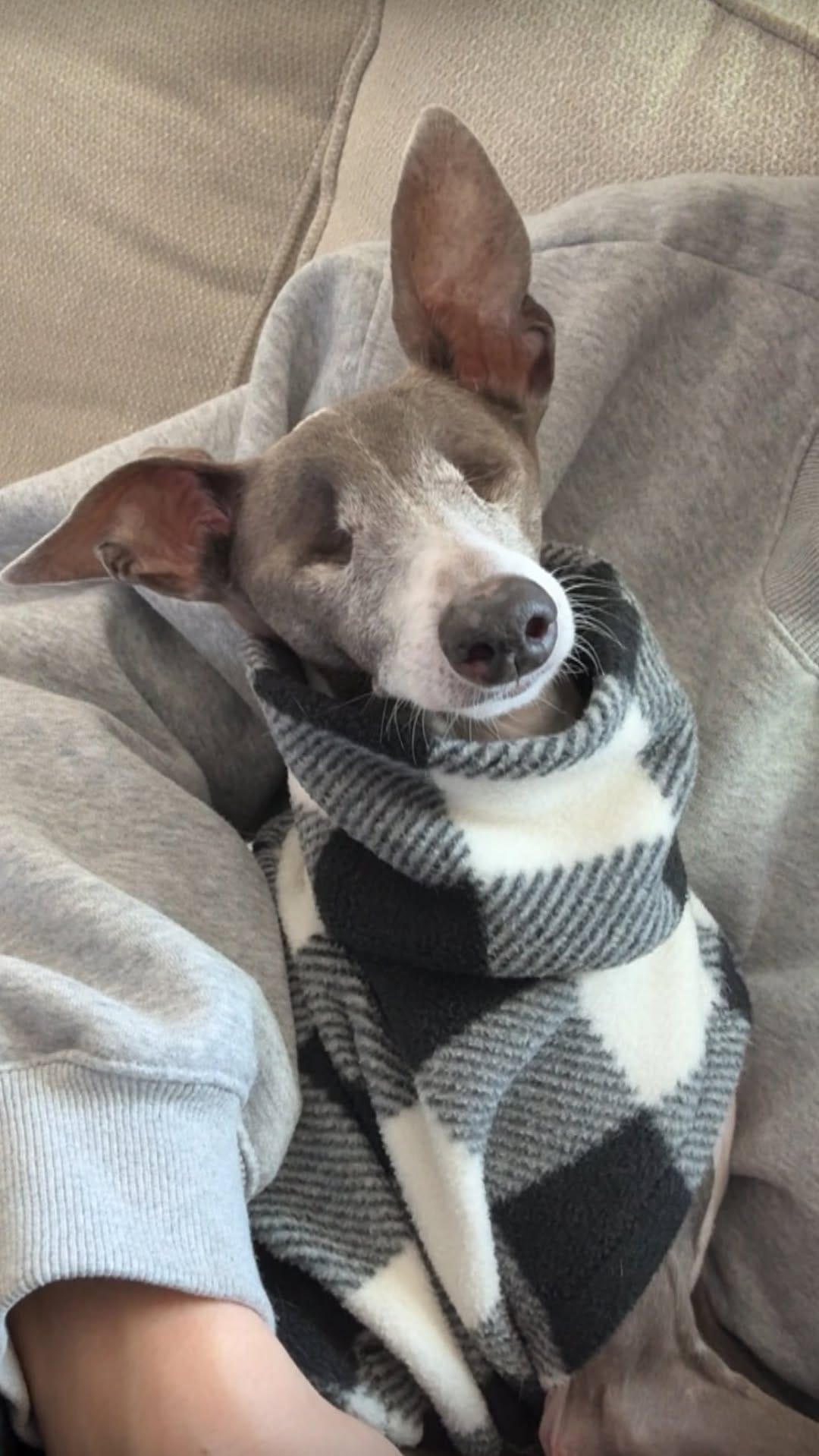 Post 8 by Emma | Blind Italian Greyhound Greenville SC on Instagram (video)