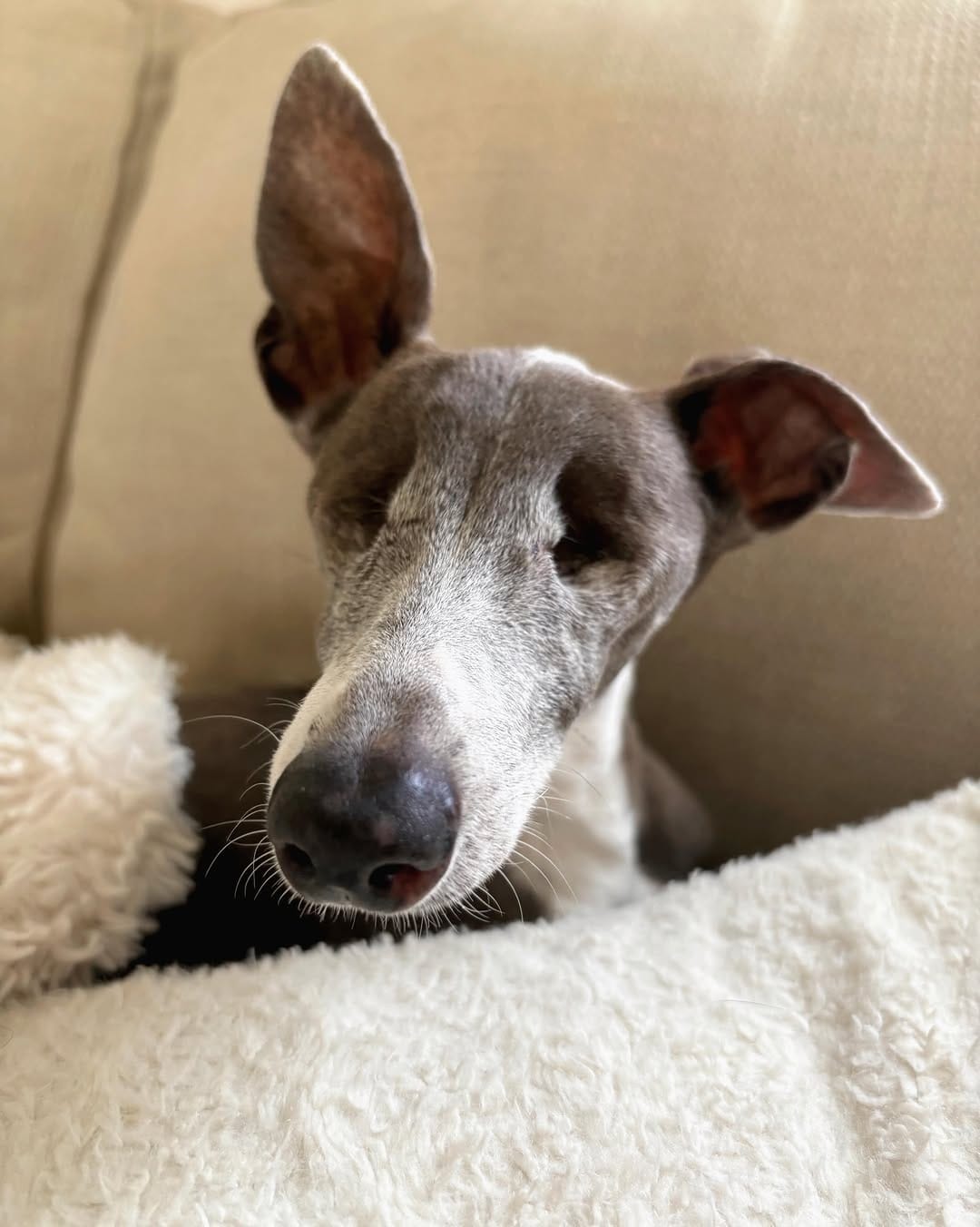 Post 2 by Emma | Blind Italian Greyhound Greenville SC on Instagram (image)
