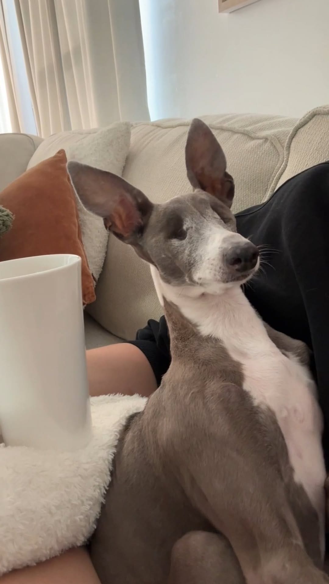 Post 3 by Emma | Blind Italian Greyhound Greenville SC on Instagram (video)