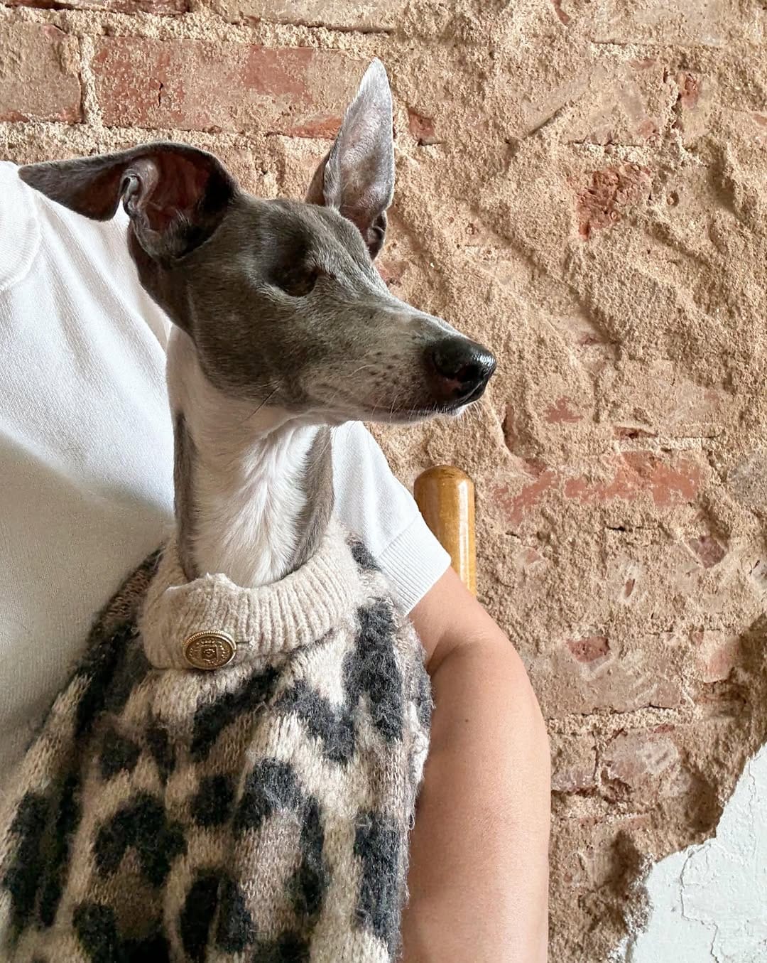 Post 1 by Emma | Blind Italian Greyhound Greenville SC on Instagram (image)