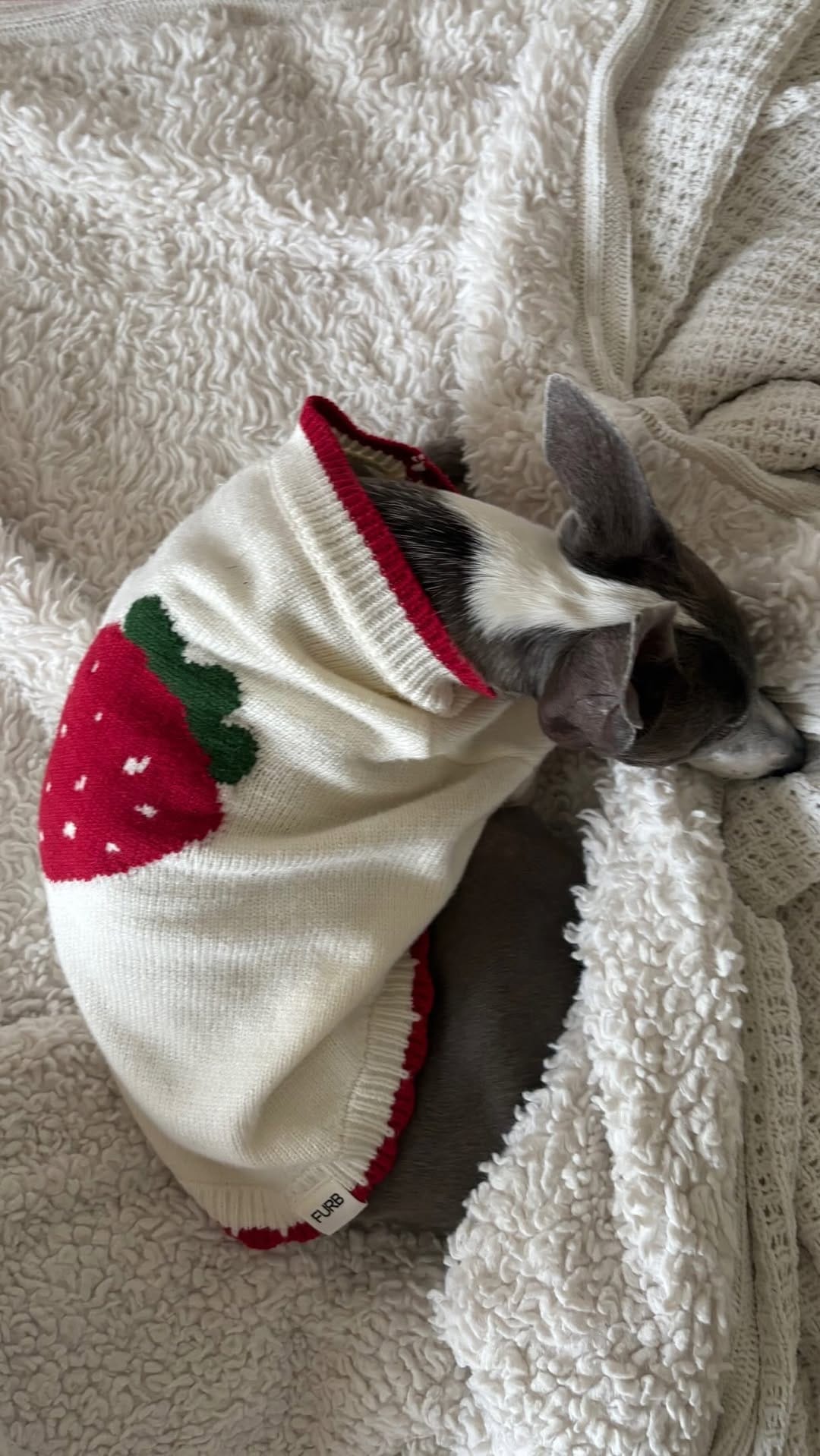 Post 4 by Emma | Blind Italian Greyhound Greenville SC on Instagram (video)
