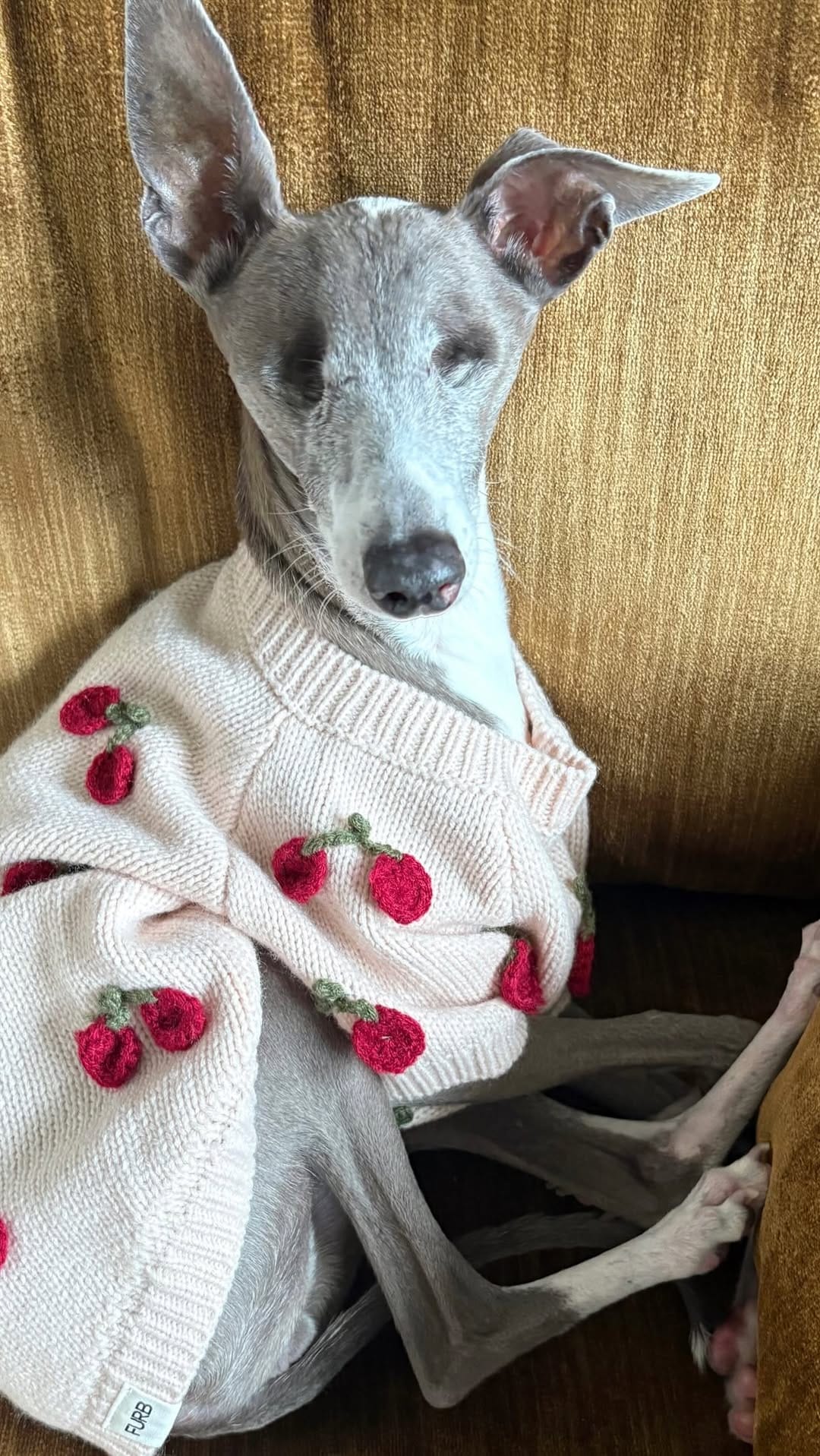 Post 7 by Emma | Blind Italian Greyhound Greenville SC on Instagram (video)