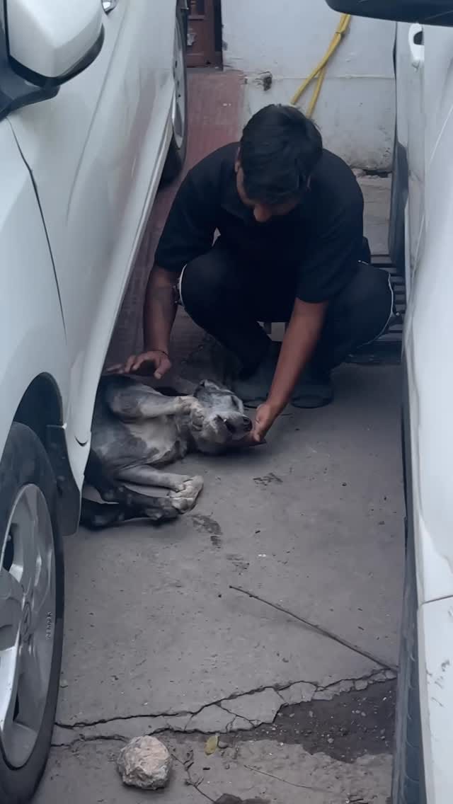 Post 6 by The dog lover manish on Instagram (video)