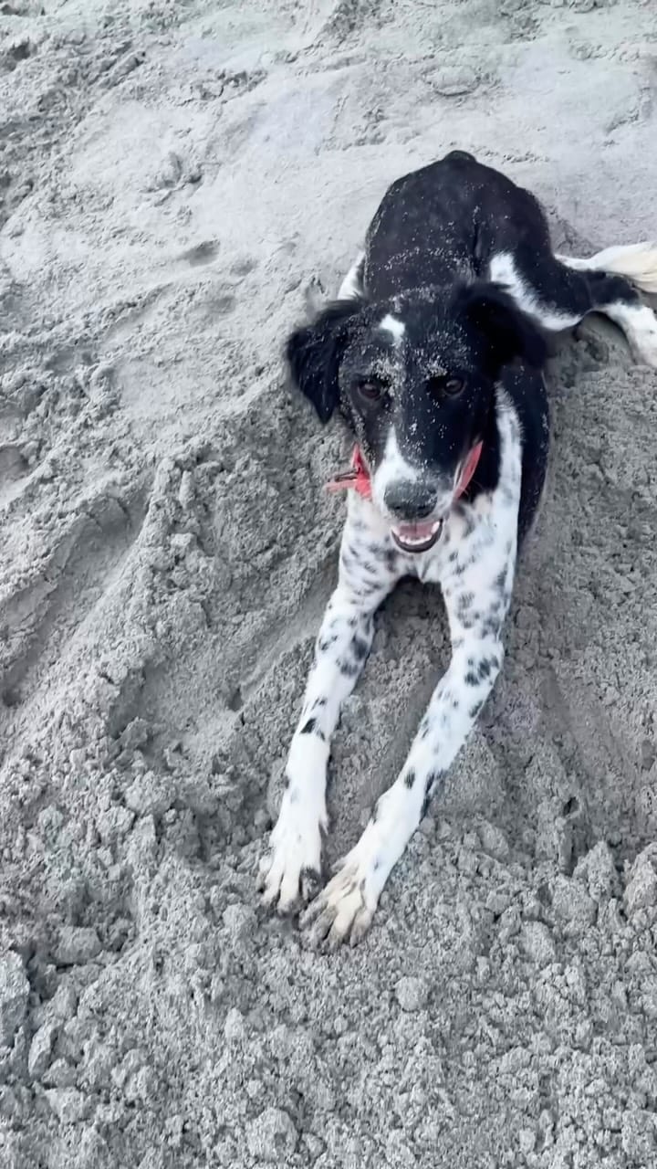 Post 3 by The dog lover manish on Instagram (video)