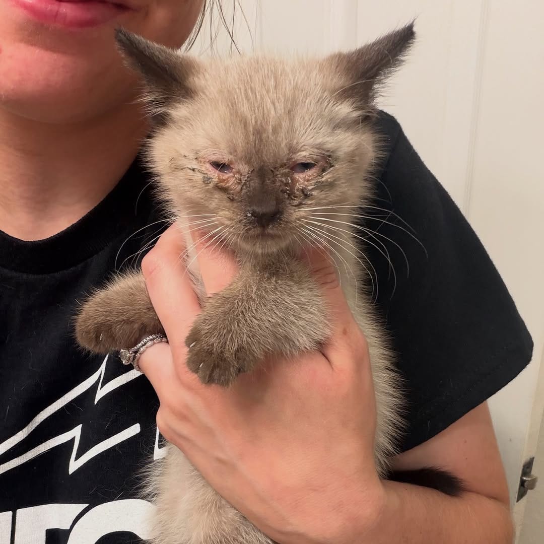 Post 2 by Little Hearts Rescue on Instagram (carousel)