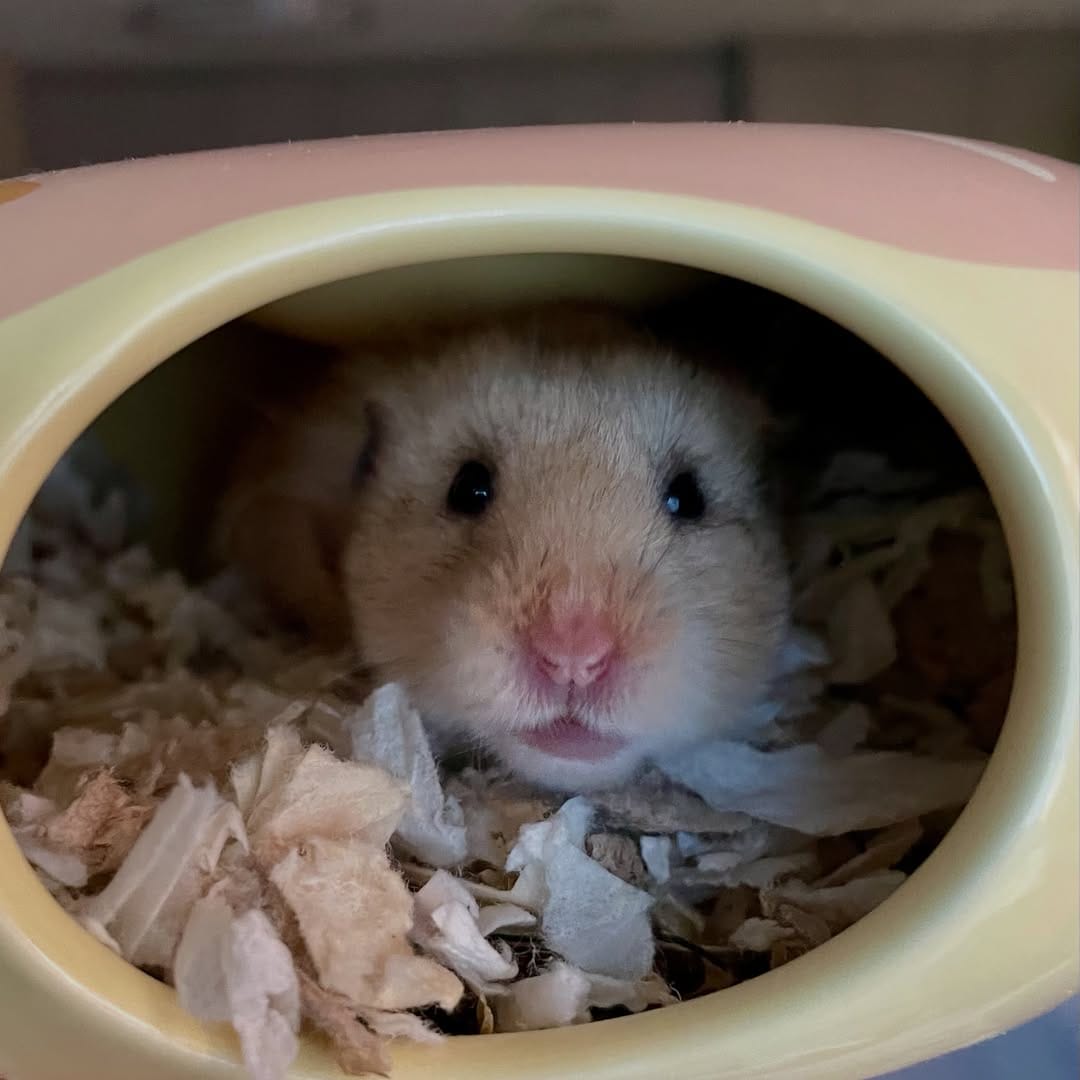 Post 3 by Little Hearts Rescue on Instagram (carousel)