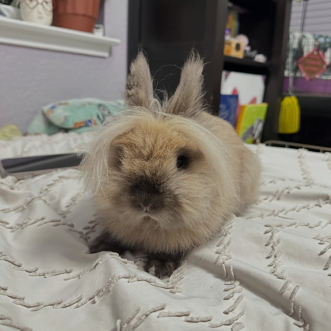 Post 8 by Little Hearts Rescue on Instagram (carousel)