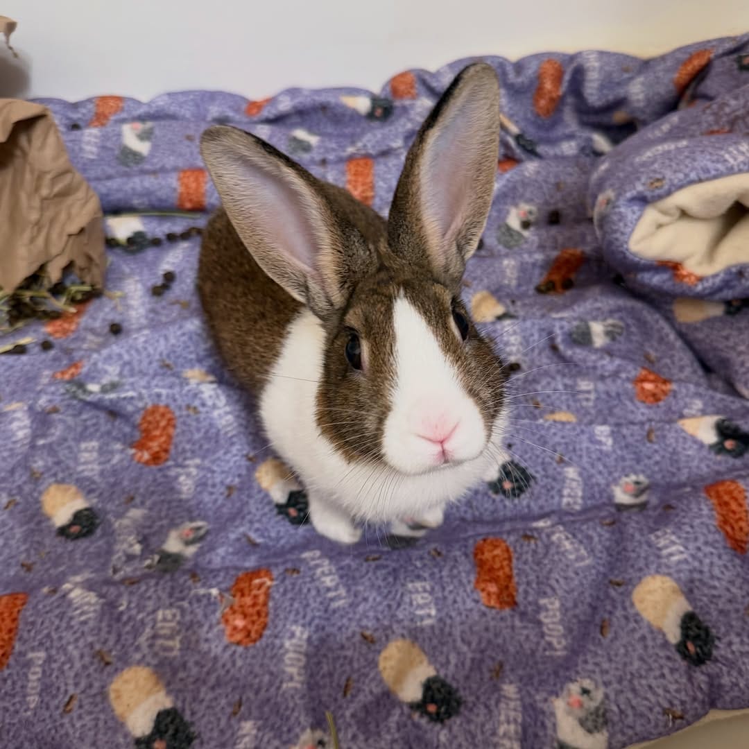 Post 9 by Little Hearts Rescue on Instagram (carousel)
