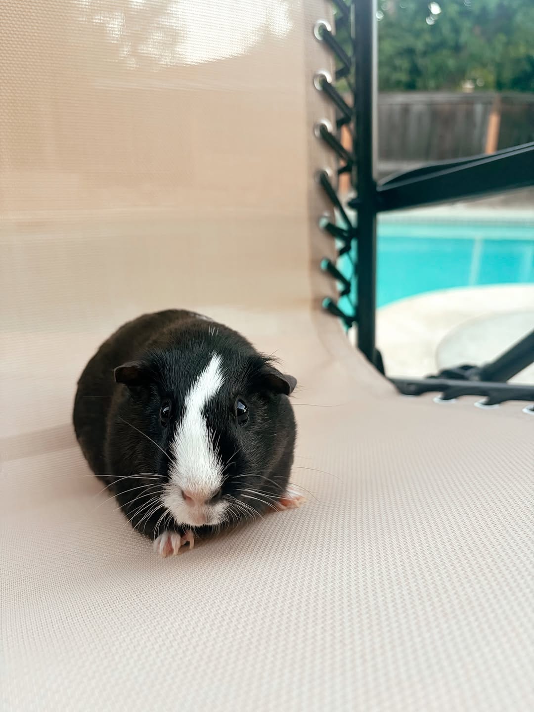 Post 10 by Little Hearts Rescue on Instagram (carousel)