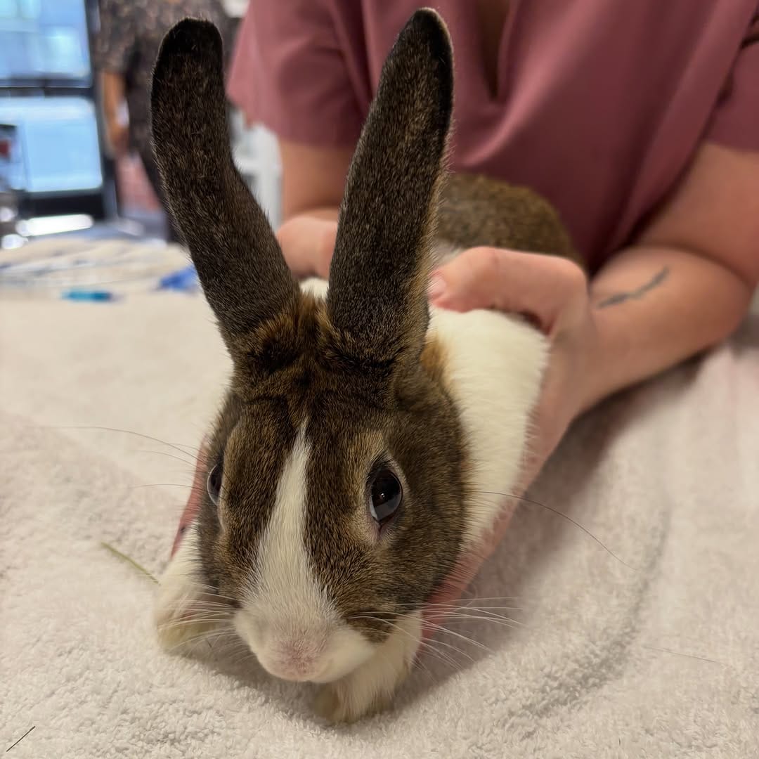 Post 6 by Little Hearts Rescue on Instagram (carousel)