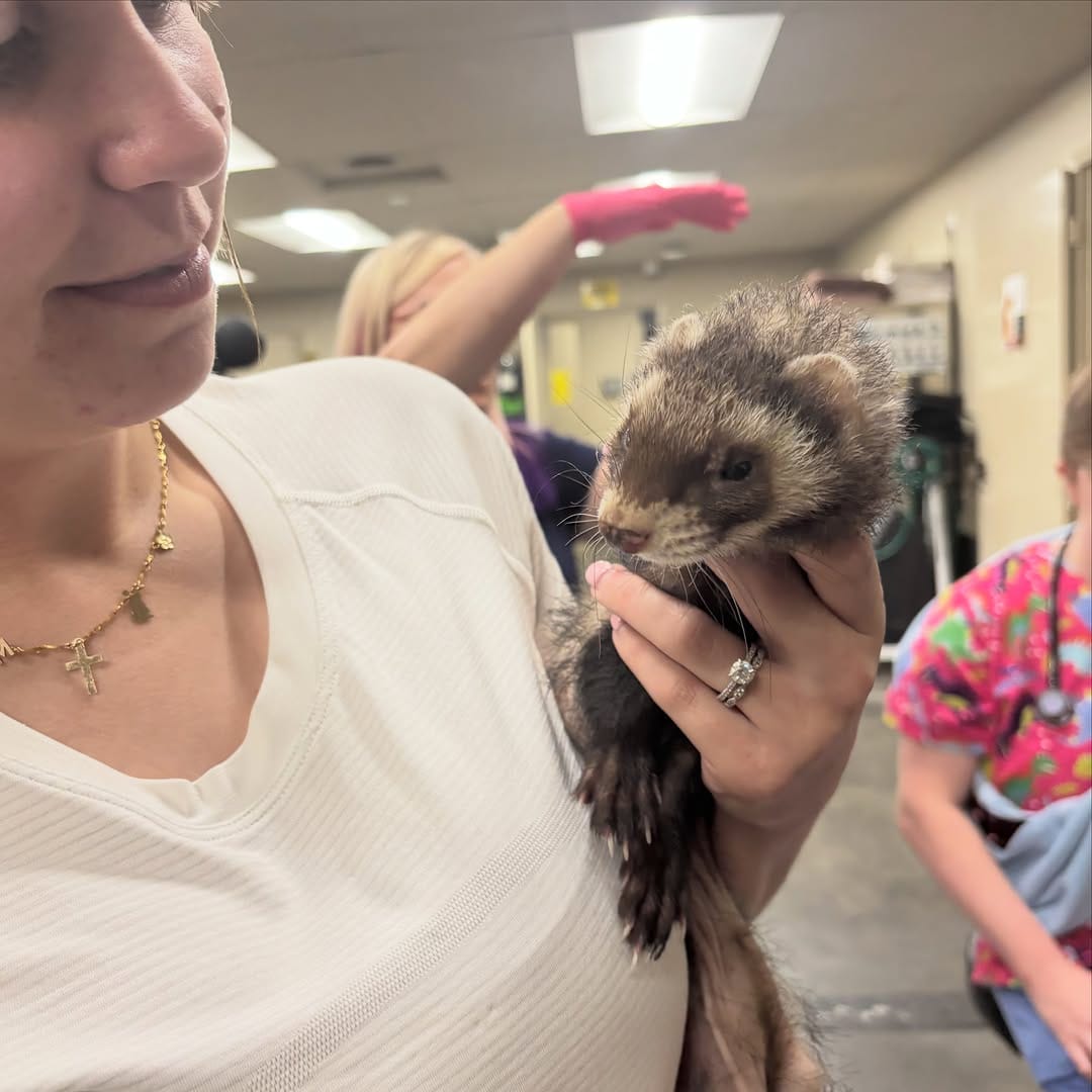 Post 5 by Little Hearts Rescue on Instagram (carousel)