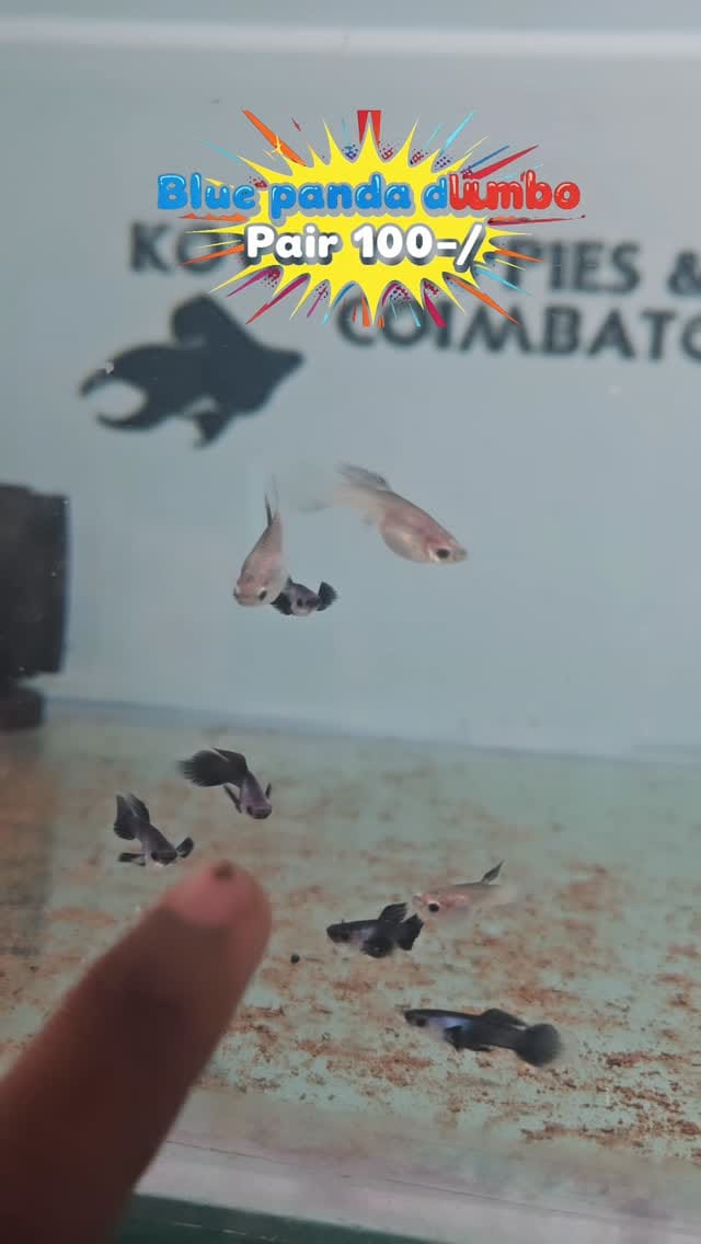 Post 7 by Amguppies Kovai on Instagram (video)