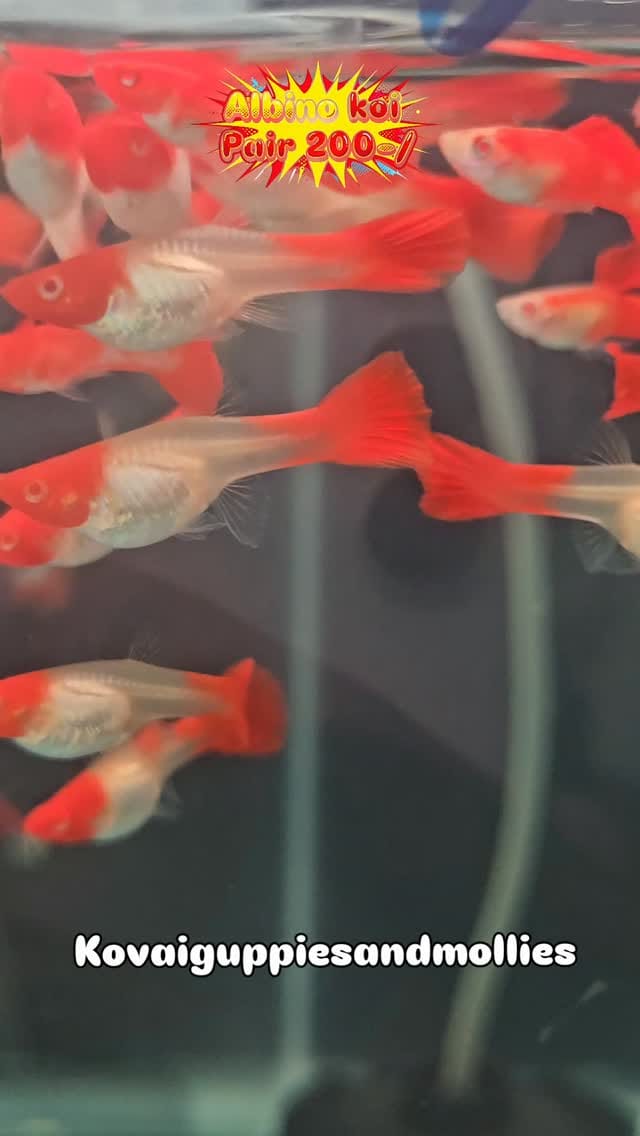 Post 6 by Amguppies Kovai on Instagram (video)