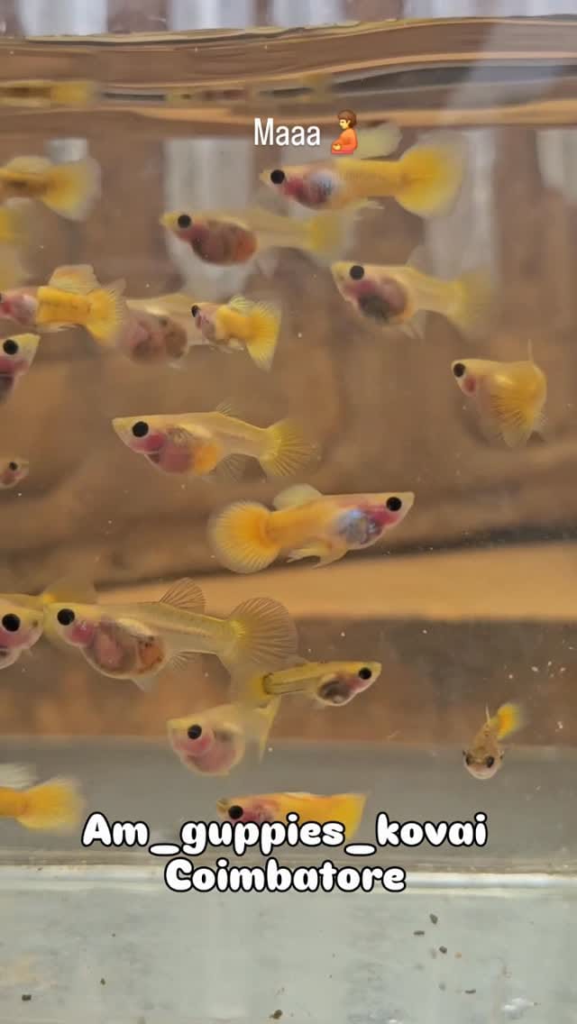 Post 5 by Amguppies Kovai on Instagram (video)