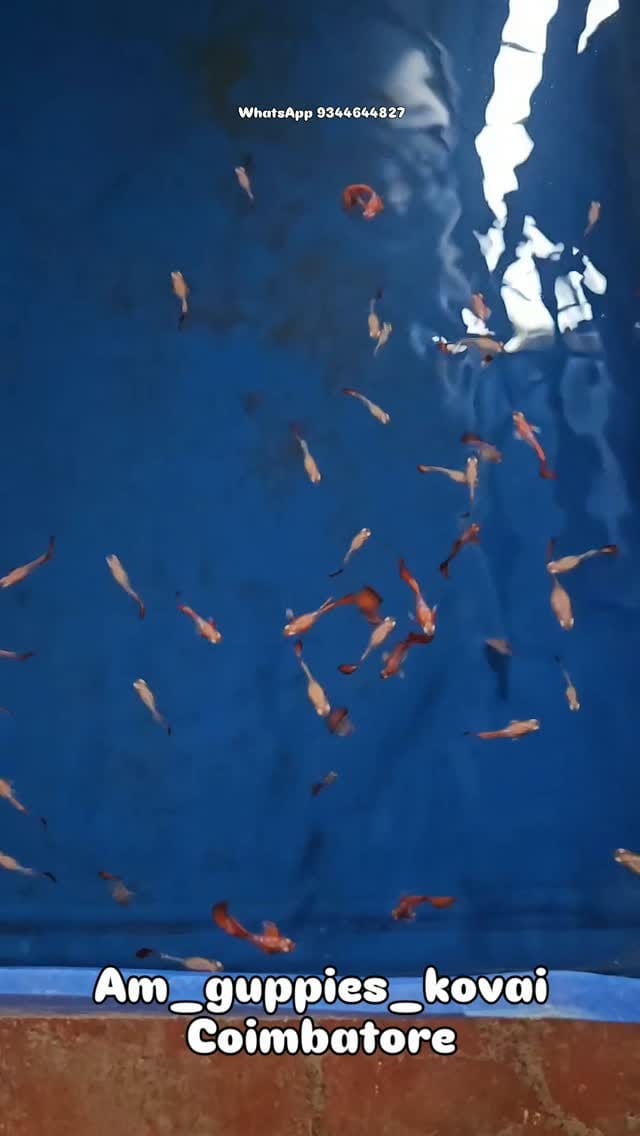 Post 1 by Amguppies Kovai on Instagram (video)