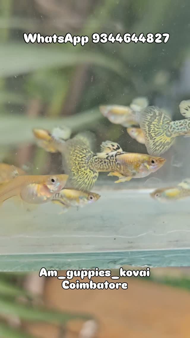 Post 2 by Amguppies Kovai on Instagram (video)