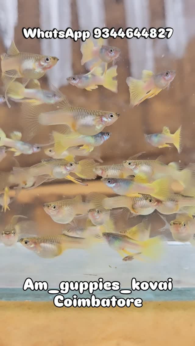 Post 4 by Amguppies Kovai on Instagram (video)