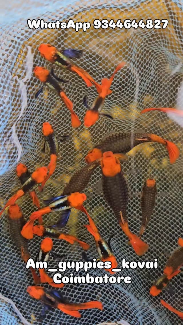 Post 3 by Amguppies Kovai on Instagram (video)