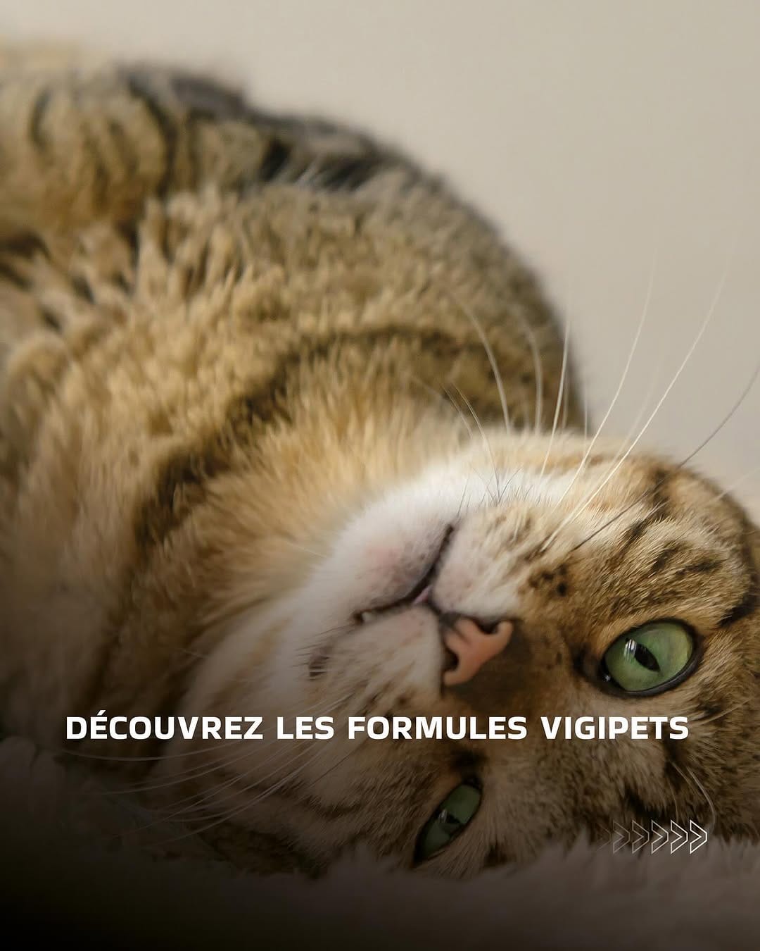 Post 9 by VigiPets | Animaux perdus et trouvés on Instagram (carousel)