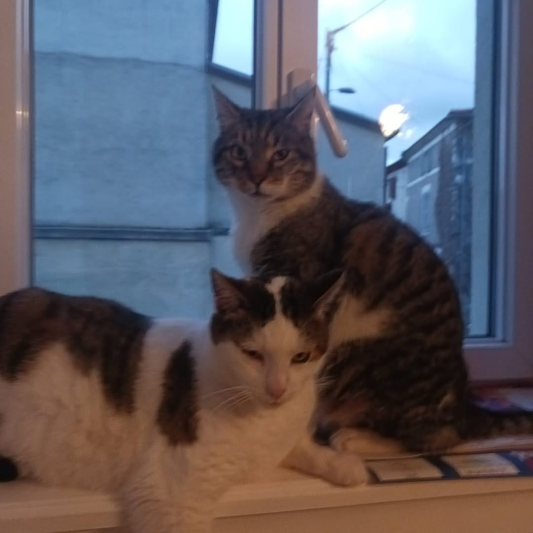 Post 7 by VigiPets | Animaux perdus et trouvés on Instagram (image)
