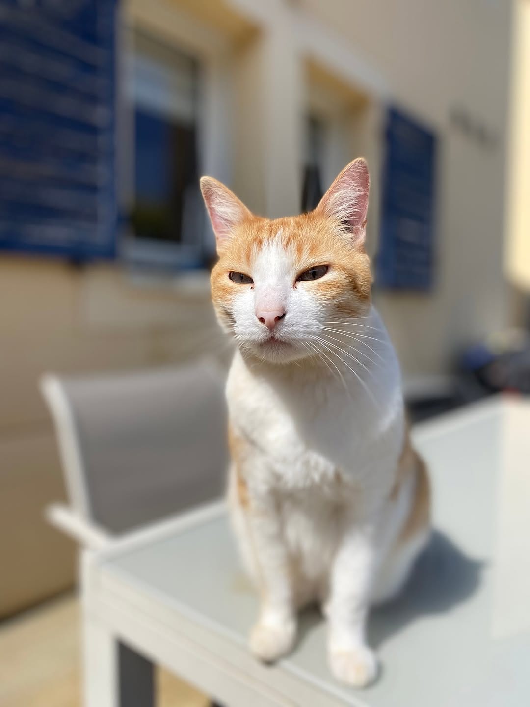 Post 5 by VigiPets | Animaux perdus et trouvés on Instagram (image)