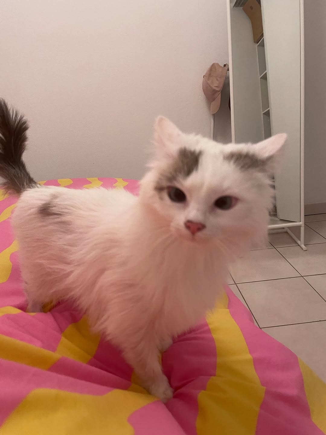 Post 2 by VigiPets | Animaux perdus et trouvés on Instagram (image)