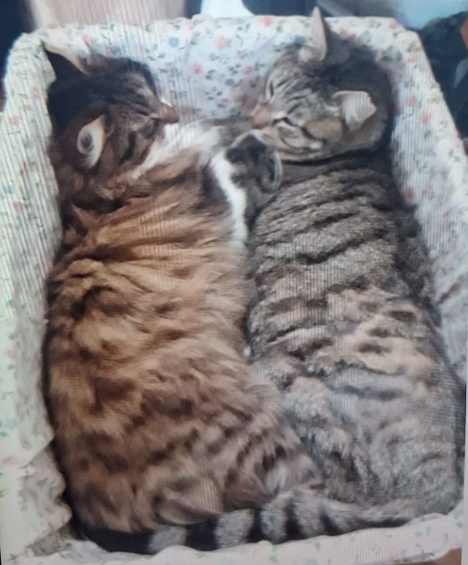 Post 3 by VigiPets | Animaux perdus et trouvés on Instagram (image)
