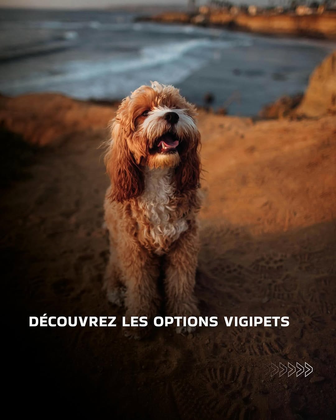 Post 10 by VigiPets | Animaux perdus et trouvés on Instagram (carousel)