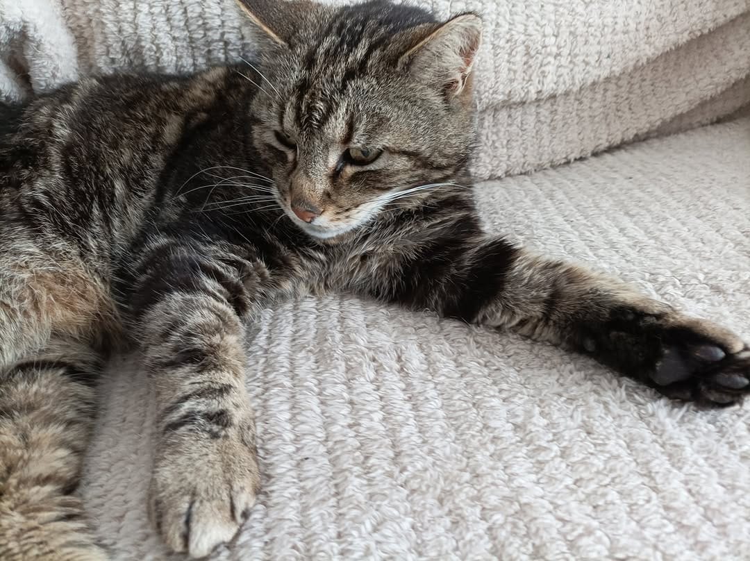 Post 6 by VigiPets | Animaux perdus et trouvés on Instagram (image)