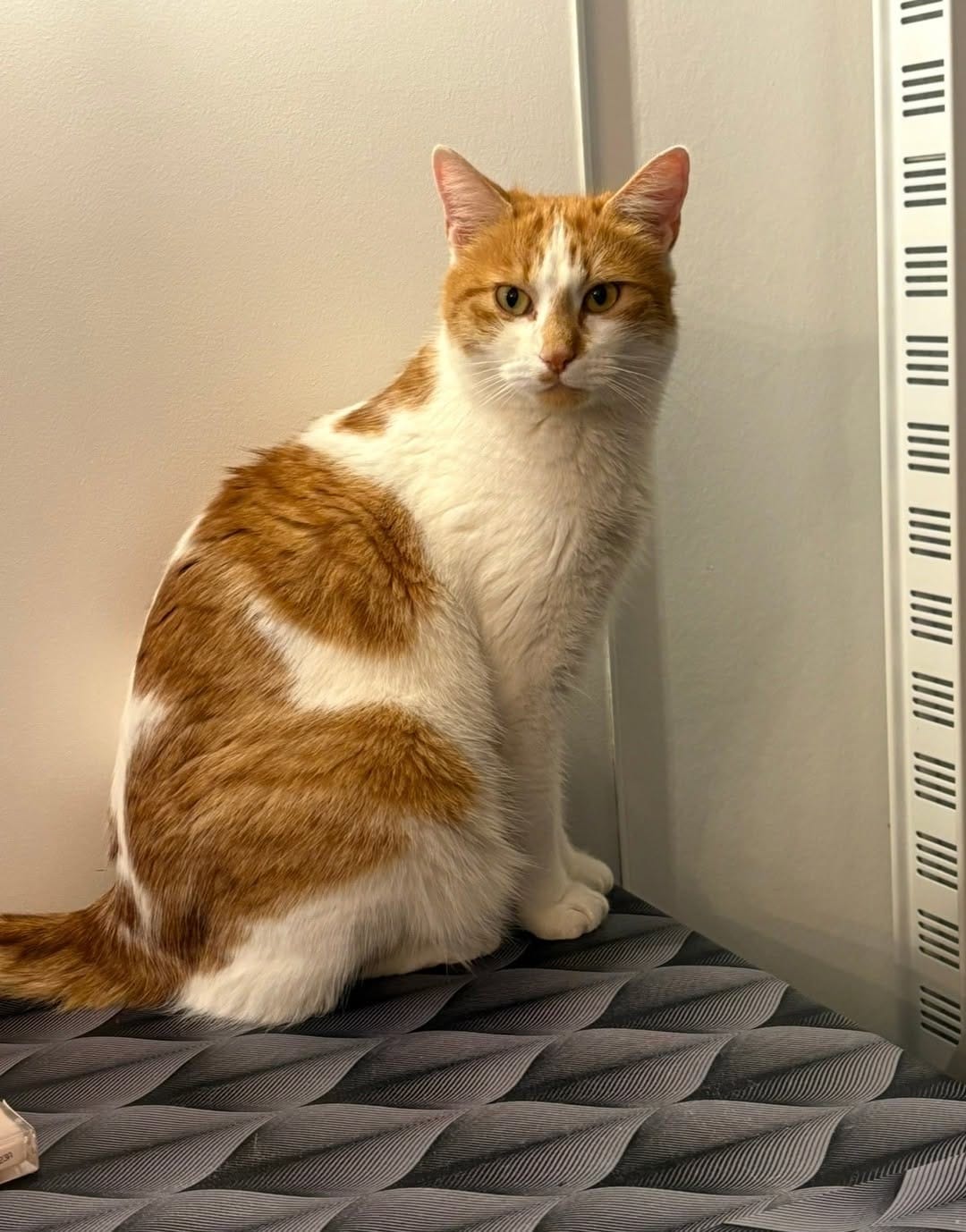 Post 1 by VigiPets | Animaux perdus et trouvés on Instagram (image)