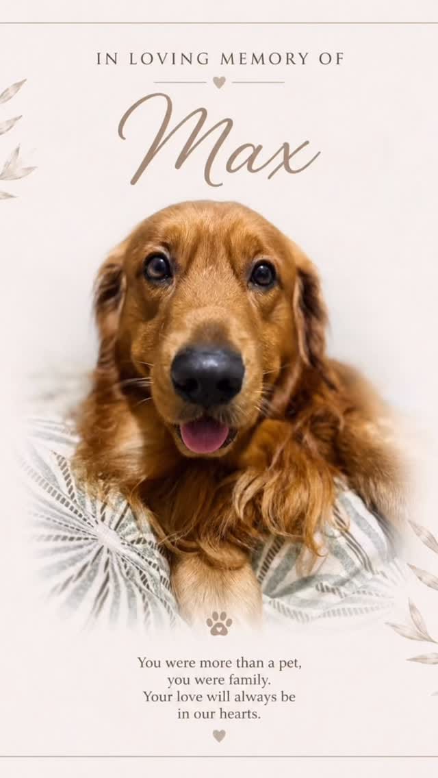 Post 2 by Animal Helpline Shelter on Instagram (video)