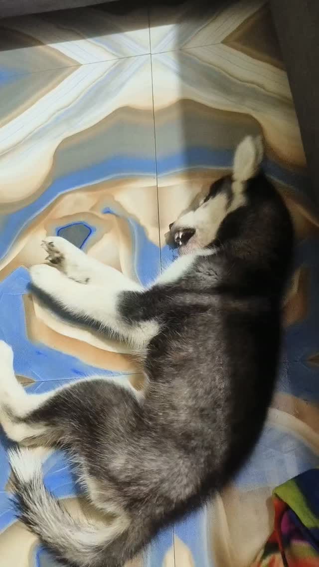 Post 5 by Animal Helpline Shelter on Instagram (video)