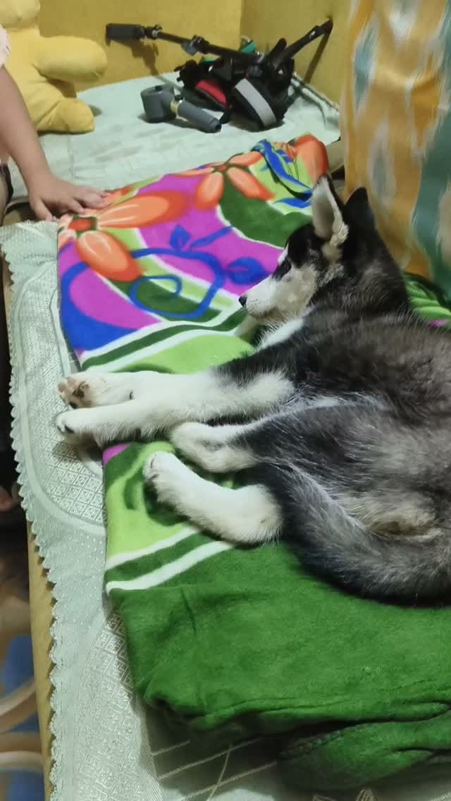 Post 3 by Animal Helpline Shelter on Instagram (video)
