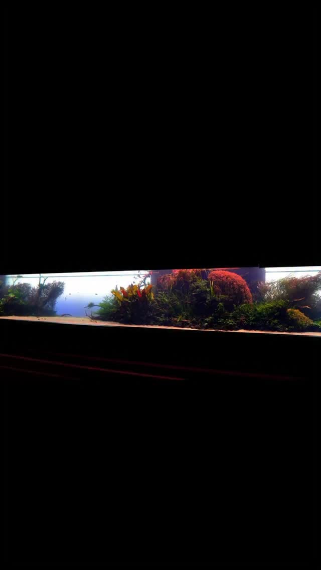 Post 6 by The Scaper’s Room on Instagram (video)