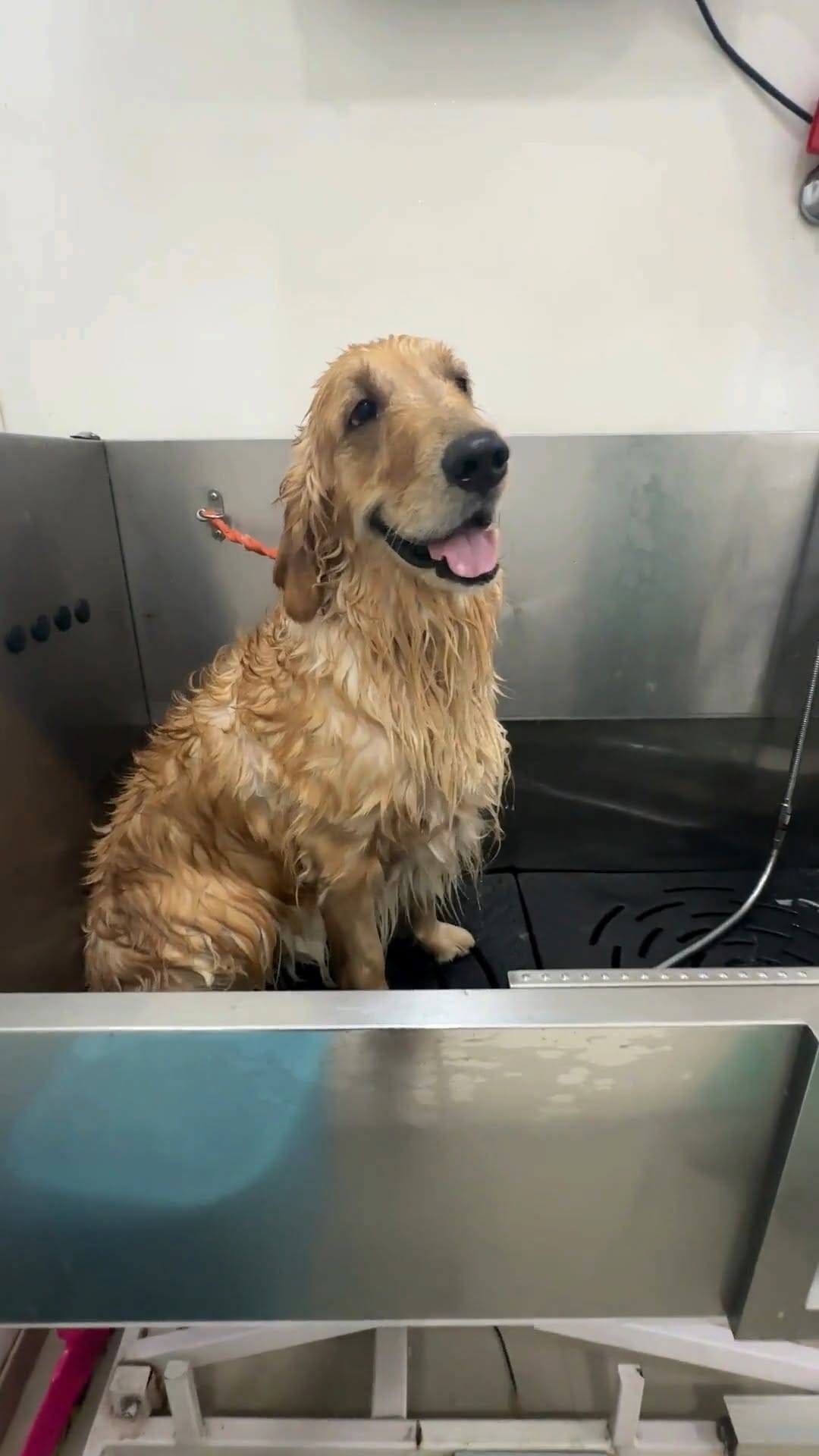 Post 4 by Cessna Lifeline Vet Hospital on Instagram (video)