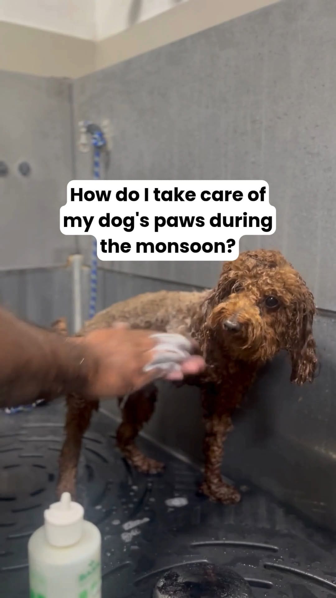 Post 5 by Cessna Lifeline Vet Hospital on Instagram (video)