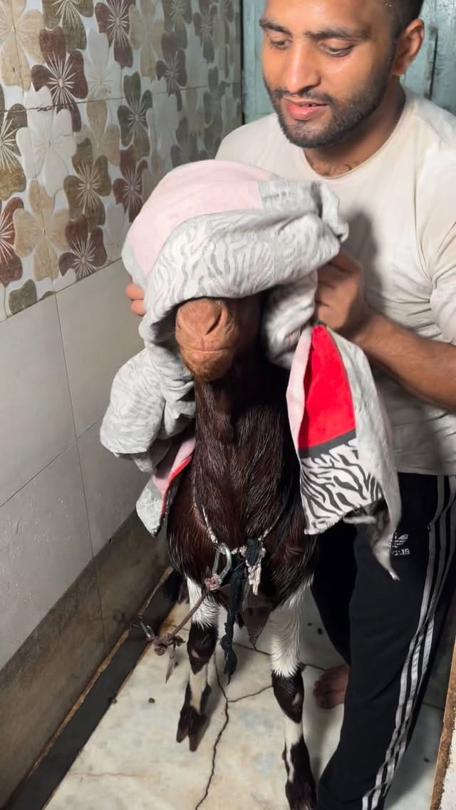 Post 5 by PETS MAN on Instagram (video)