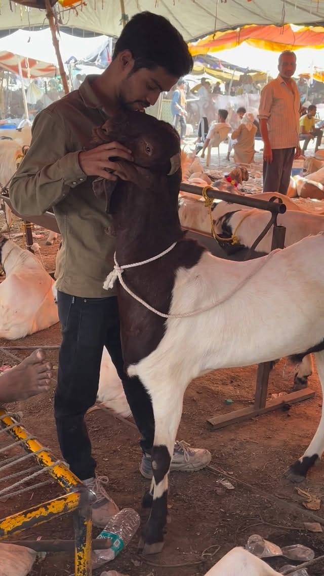 Post 10 by PETS MAN on Instagram (video)