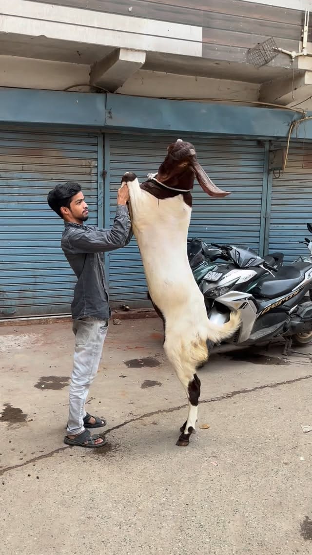Post 2 by PETS MAN on Instagram (video)