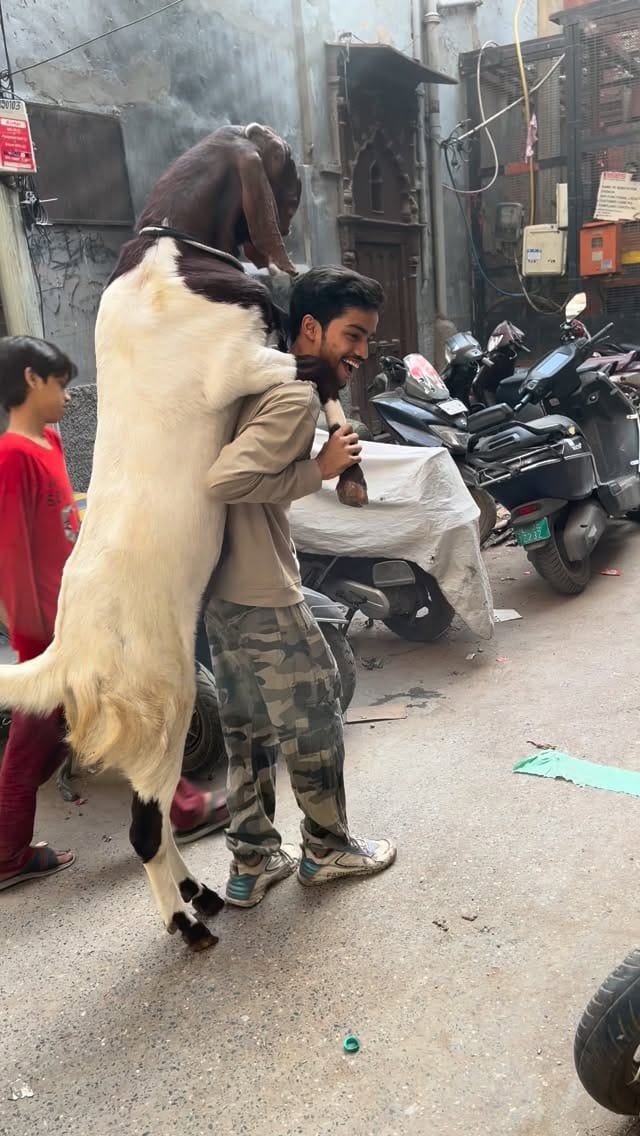 Post 6 by PETS MAN on Instagram (video)