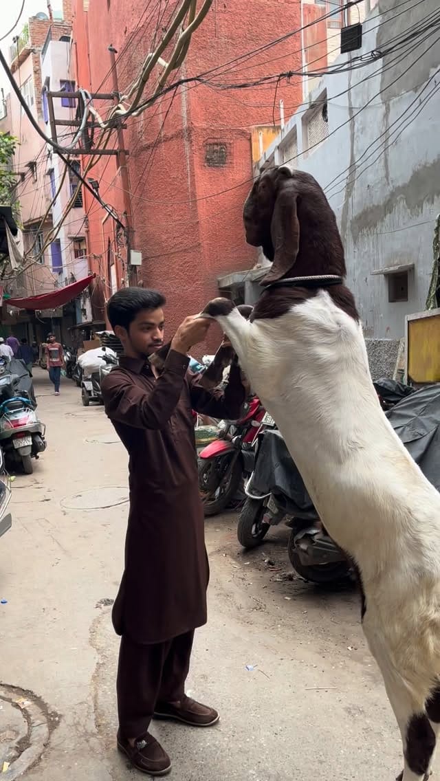Post 7 by PETS MAN on Instagram (video)