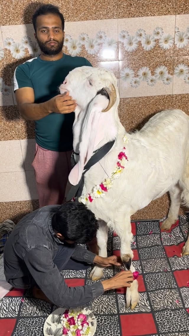 Post 9 by PETS MAN on Instagram (video)