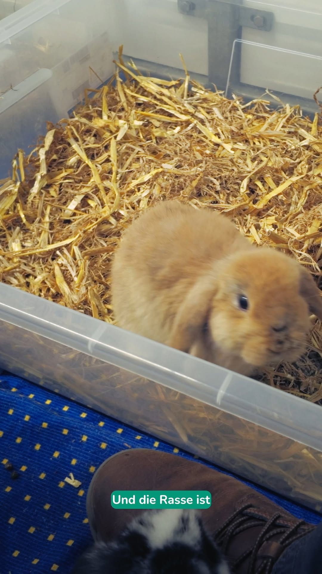 Post 7 by Tierheim Düsseldorf - hautnah on Instagram (video)