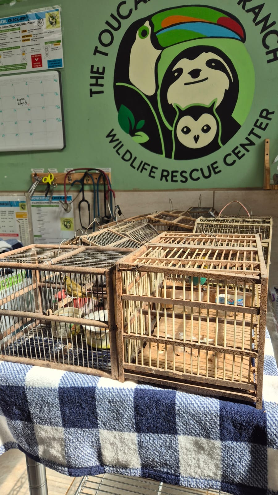 Post 3 by Toucan Rescue Ranch on Instagram (video)